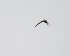 Cypsiurus parvus