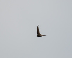 Cypsiurus parvus