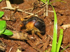 Geotrupidae