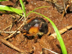 Geotrupidae