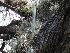 Tillandsia lorentziana