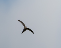 Cypsiurus parvus