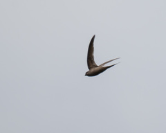 Cypsiurus parvus