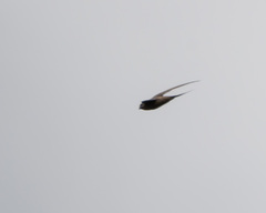 Cypsiurus parvus