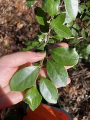 Ilex coriacea