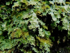 Phaeophyscia squarrosa