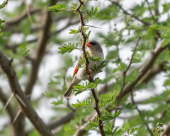 Anaplectes rubriceps