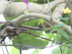 Euneornis campestris