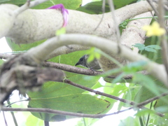 Euneornis campestris