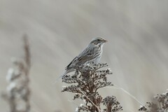 Passerculus sandwichensis princeps