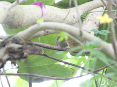 Euneornis campestris