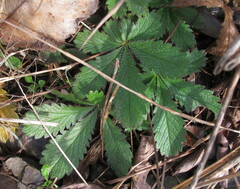 Potentilla recta