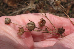 Potentilla recta
