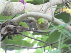 Euneornis campestris