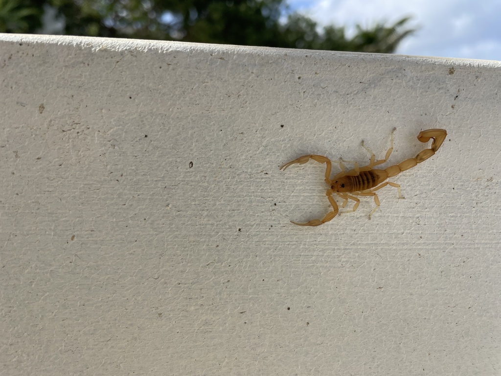 yellow bark scorpion