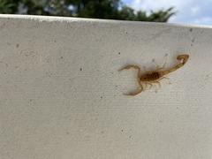 Centruroides testaceus