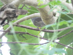 Euneornis campestris