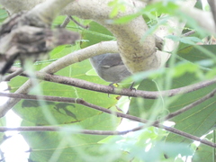 Euneornis campestris