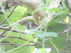 Euneornis campestris