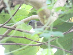 Euneornis campestris