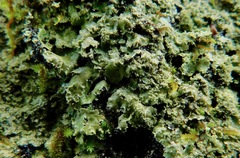 Phaeophyscia squarrosa