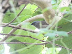 Euneornis campestris