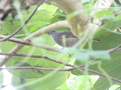 Euneornis campestris