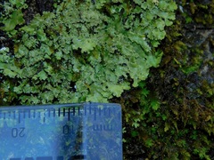Phaeophyscia squarrosa