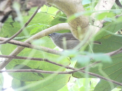 Euneornis campestris