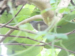 Euneornis campestris