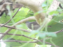 Euneornis campestris