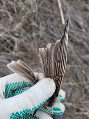 Alauda arvensis