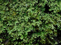 Phaeophyscia squarrosa