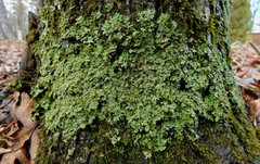 Phaeophyscia squarrosa