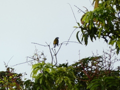 Spindalis nigricephala