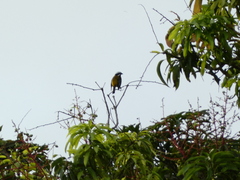 Spindalis nigricephala