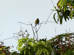 Spindalis nigricephala