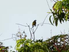 Spindalis nigricephala