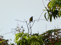 Spindalis nigricephala