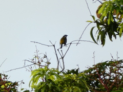 Spindalis nigricephala