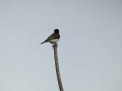 Tyrannus caudifasciatus