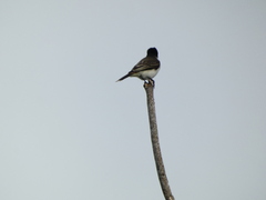 Tyrannus caudifasciatus