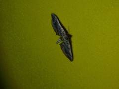 Pelurga comitata