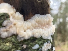 Exidia thuretiana