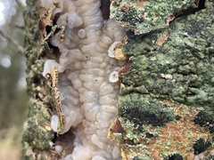 Exidia thuretiana