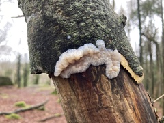Exidia thuretiana
