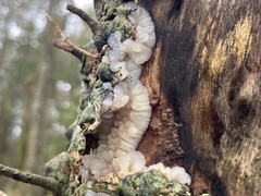 Exidia thuretiana