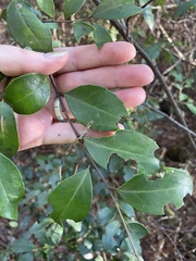 Ilex coriacea