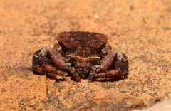 Thomisus scrupeus