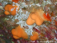 Alcyonium digitatum